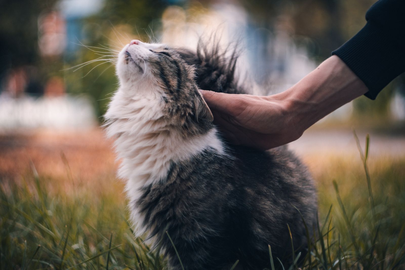 Un chat duveteux caressé tendrement en extérieur, montrant la joie de la compagnie animale.