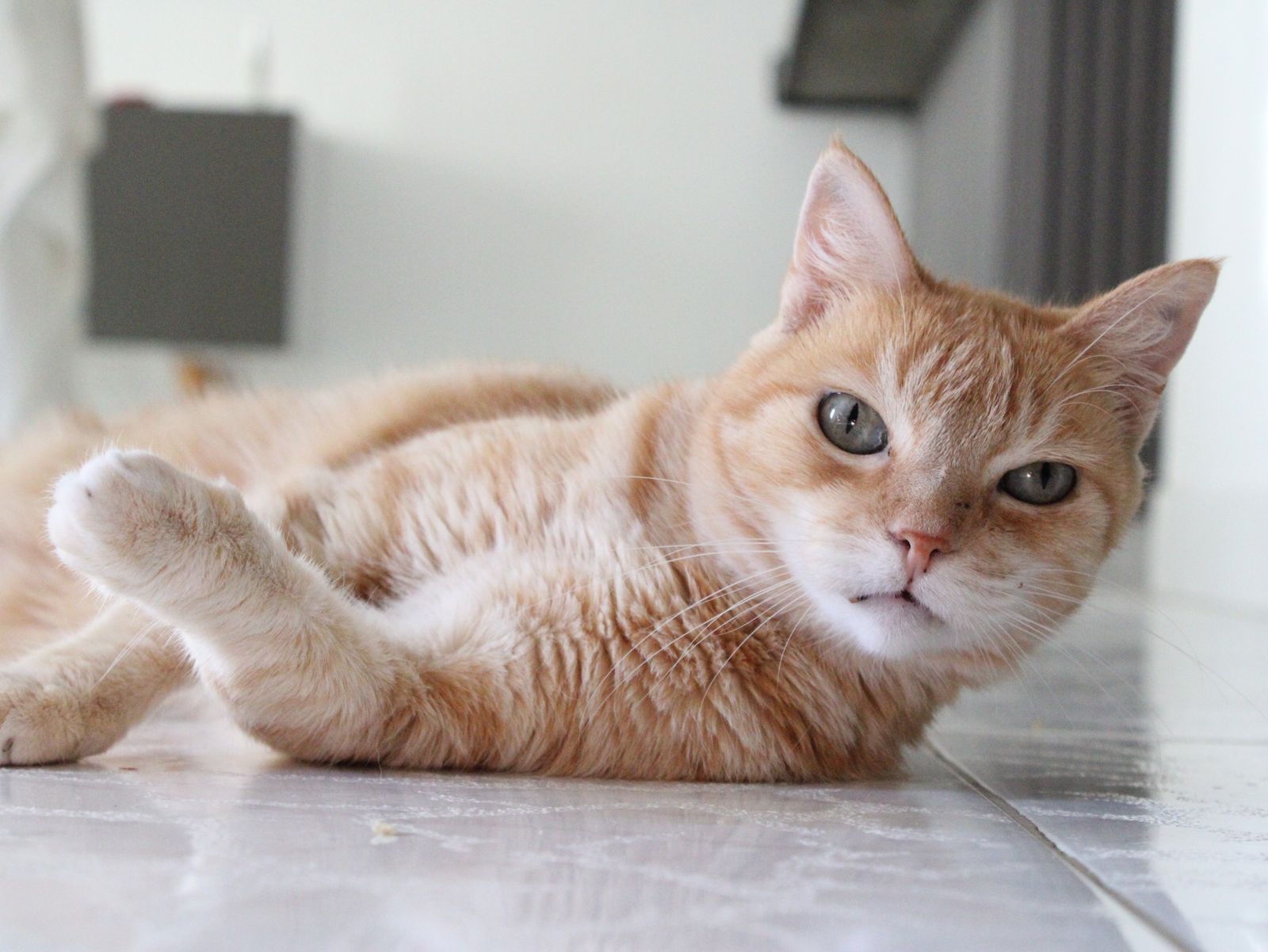 Le Chat Heureux : nos meilleurs conseils bien-être du moment